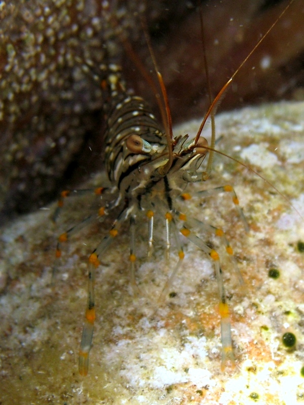 Differenze tra Palaemon serratus e Palaemon elegans